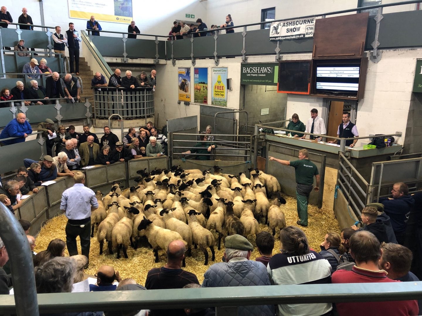 Store Sheep Sale Bagshaws